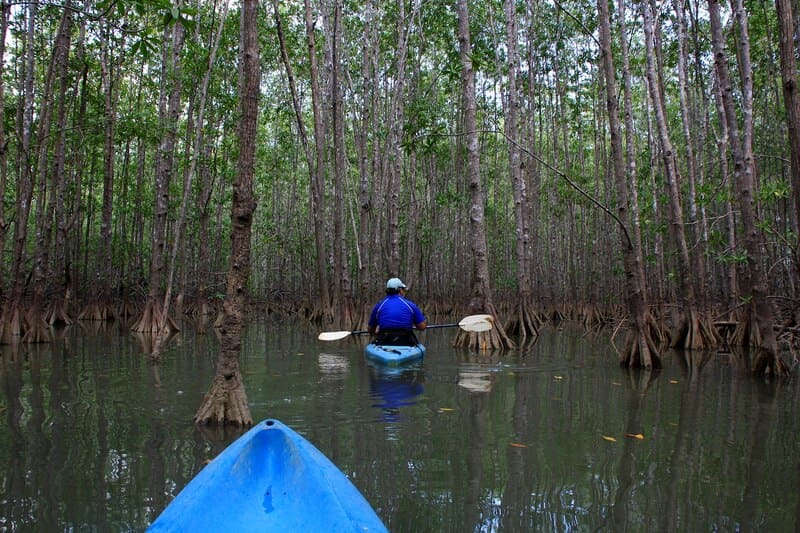 kayaking-mangroove-tortuguero-costa-rica-card
