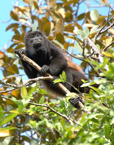 Tamarindo Estuary kayak tour with wildlife, Howler Monkey
