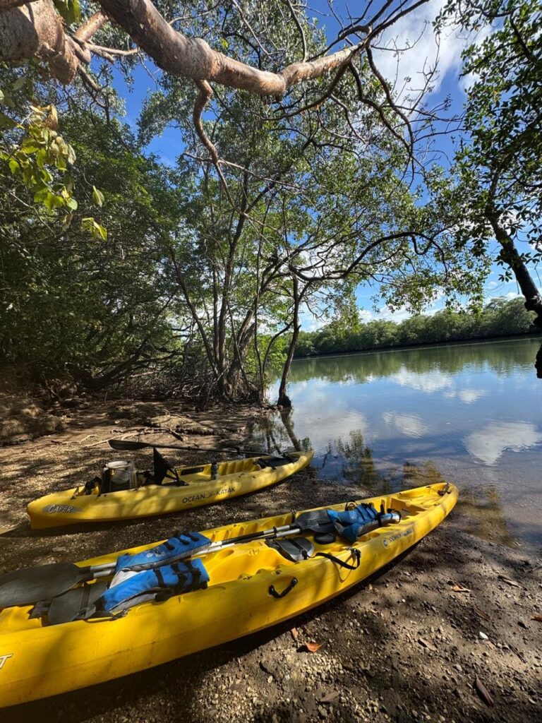 Kayaking tour in Tamarindo mangroves