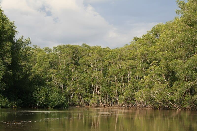 tamarindo_mangrove-costa_rica