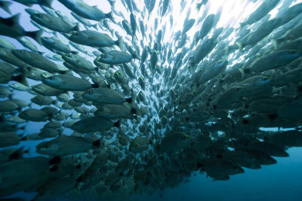 large school of fish diving catalina islands costa rica