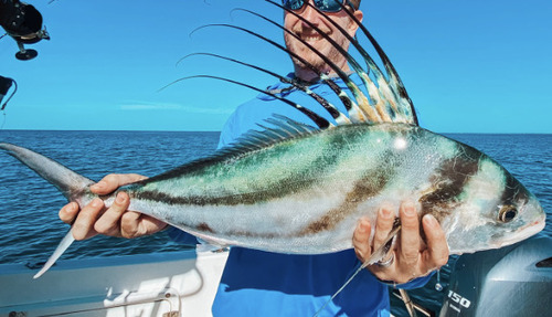 Roosterfish caught nearshore in Tamarindo Costa Rica fishing charter