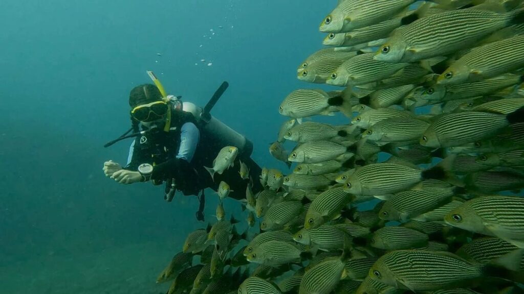 scuba diving catalina islands tamarindo costa rica marine life