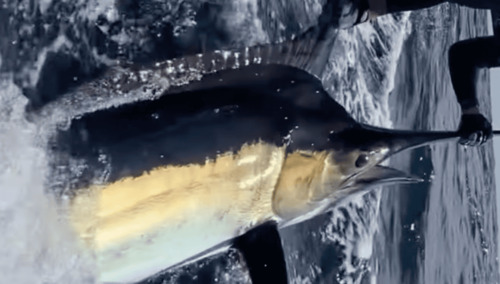 Marlin Fishing Tamarindo Costa Rica, black marlin caught offshore in Tamarindo Costa Ricaca Offshore