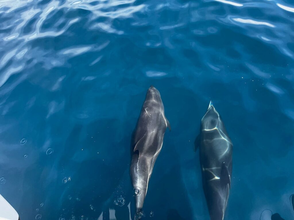 Dolphins seen during Tamarindo catamaran tour Costa Rica