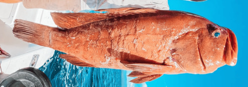 Grouper caught on a deep sea fishing charter in Tamarindo Costa Rica