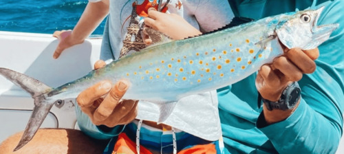Mackerel caught on a fishing charter in Tamarindo Costa Rica Pacific coast
