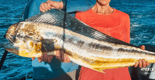 Mahi mahi dorado caught on offshore fishing trip in Tamarindo Costa Rica