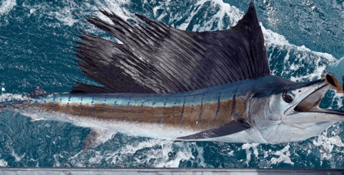 Pacific sailfish caught on a sport fishing charter in Tamarindo Costa Rica
