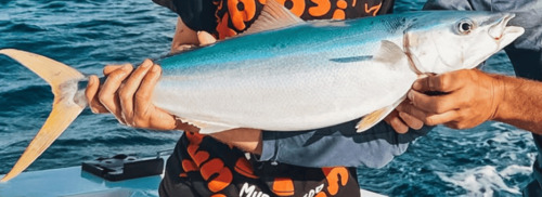 Rainbow runner caught on a fishing charter in Tamarindo Costa Rica