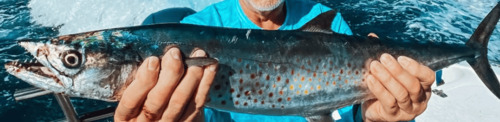 Wahoo caught during seasonal fishing in Tamarindo Costa Rica