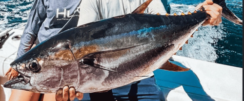 Skipjack and yellowfin tuna caught on a fishing charter in Tamarindo Costa Rica