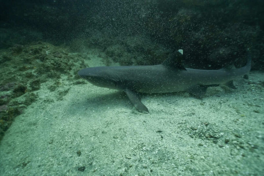 white tip shark diving catalina islands costa rica