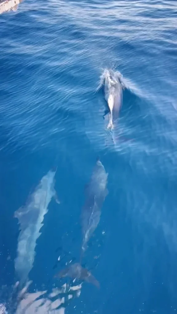 Dolphins swimming near the surface of blue Pacific water during a Pegasus trip