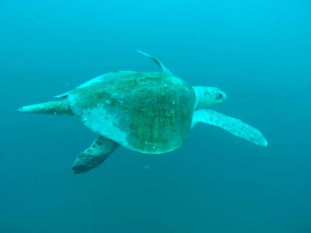 Sea turtle swimming underwater in a provider supplied photograph