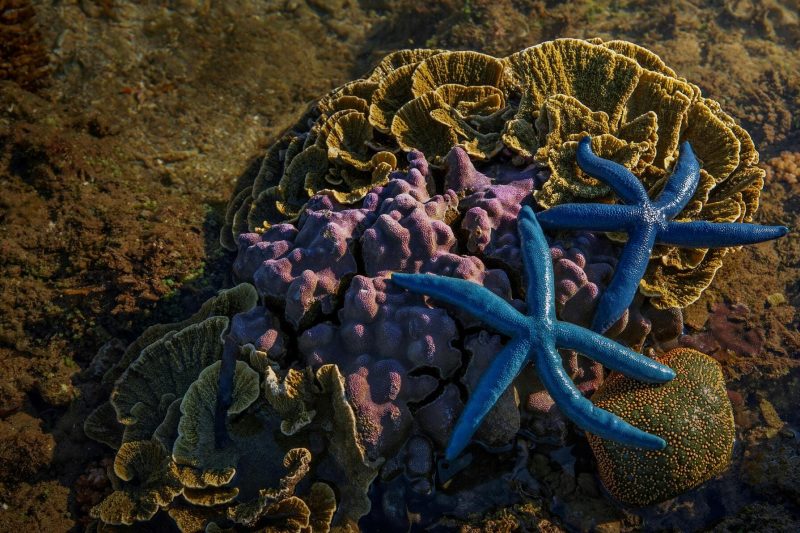 corales-snorkeling-guanacaste